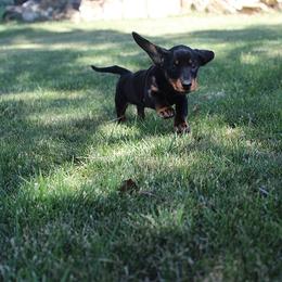 Boy 1 - Black and tan male Dachshund puppy in Craig, Colorado from Rocky Mountain Shih Tzus and Dry Creek Miniature Dachshunds
