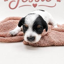 Jessie - Piebald female Dachshund puppy in Waco, Georgia from Huff Family Doxies & Doodles