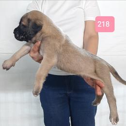 AKC PUP 218 - Fawn female Mastiff puppy in Ava, Missouri from Ozark Mountain Mastiffs