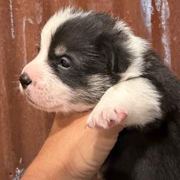 Male 1 - Black and white male American Corgi puppy in Fort Worth, Texas from King of Hearts Corgis