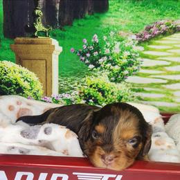 Bailey - Merle female Cavapoo puppy in Marshfield, Missouri from Clearview Kennels