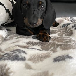 Dachshund Puppies from Ripon Dachshunds