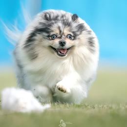 Jasmine - Pomeranian