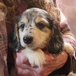 Boy 4 - male Dachshund puppy in Grants Pass, Oregon from vom Treuen Wachter