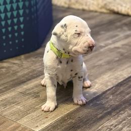Casper - White and liver brown male Dalmatian puppy in Hastings, Florida from Love My Spotty Dalmatians