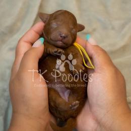 Curaçao - Red  female Poodle puppy in Belleville, New Jersey from TK Poodles