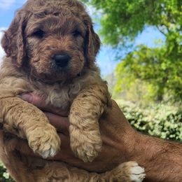 Goldendoodle Puppies from Evergrace Farm Doodles