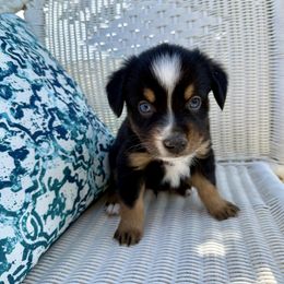 Grasshopper - Black tri male Toy Australian Shepherd puppy in Medical Lake, Washington from MAS Gone Rogue