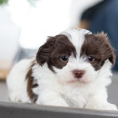 Maltipoo, Shichon, and Shihpoo Puppies from Timbercreek Puppies