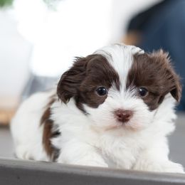 Maltipoo, Shichon, and Shihpoo Puppies from Timbercreek Puppies