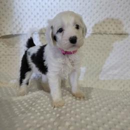 Rachel - Black and white female Sheepadoodle puppy in Weatherford, Texas from Oodles of poodles and doodles