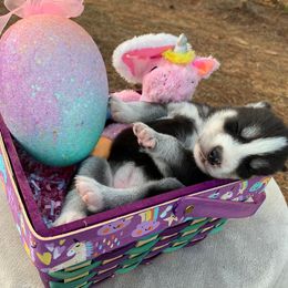 Siberian Huskies from Walter's Husky Haven