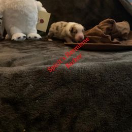 Australian Shepherd Puppies from Spirited Aussies