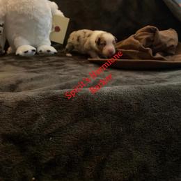 Australian Shepherd Puppies from Spirited Aussies