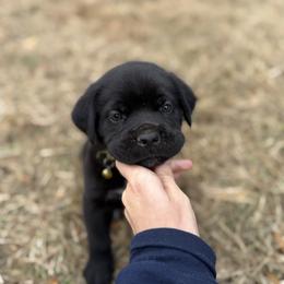 Yellow - Black male Cane Corso puppy in Opelousas, Louisiana from Azelees Cane Corso