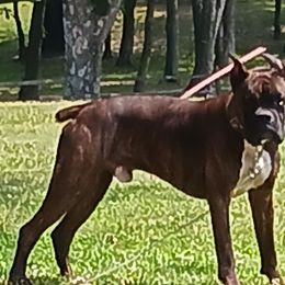 Dodge - Boxer