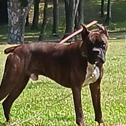 Dodge - Boxer