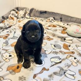 Cavapoo Puppies from Woodland poodles and Cavapoos