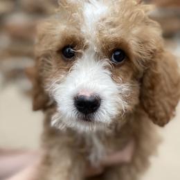 Boy 3 - Goldendoodle puppy from MightyDoods