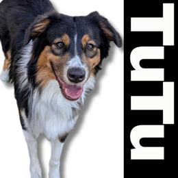 TuTu - Australian Shepherd