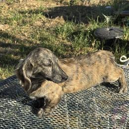 Luci - Black and cream female Dachshund puppy in Ramona, California from Royal Rose Dachshund Family