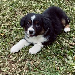 Miniature Australian Shepherd Puppies from Arch Hill Mini Aussies