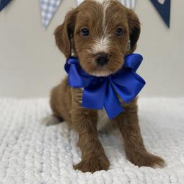 Little blue - Apricot male Cavapoo puppy in Waskom, Texas from Pearls & Curls doodles & poodles