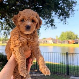 Sneezy - Red  female Goldendoodle puppy in Bradenton, Florida from Christianna’s Mini Goldendoodles