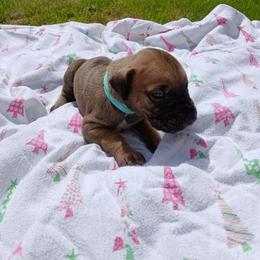 Pluto - Fawn male Great Dane puppy in Marshall, Michigan from Dream K9