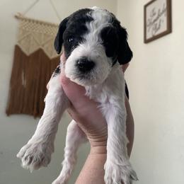 Cookie - Goldendoodle puppy from Lola Bear Goldendoodles