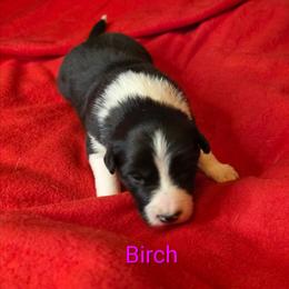 Birch - Black and white female Border Collie puppy in Gaffney, South Carolina from On the Lamb