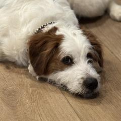 Australian Mountain Doodle puppies from Woodbriar Wags
