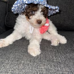 Aussiedoodle, Bernedoodle, Goldendoodle, and Poodle Puppies from Vallevistadoodles