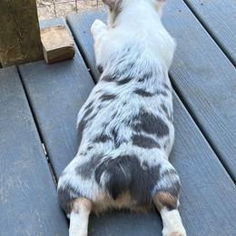 Pembroke Welsh Corgi Puppies from Cartee Corgis