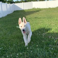 Belgian Malinois and German Shepherd Puppies from Fauna Kennel