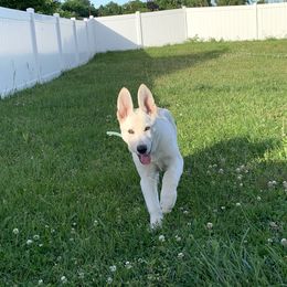 Belgian Malinois and German Shepherd Puppies from Fauna Kennel