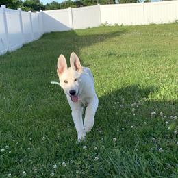 Belgian Malinois and German Shepherd Puppies from Fauna Kennel