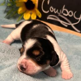 Cowboy - Piebald male Dachshund puppy in Oscoda, Michigan from Northland Dachshunds