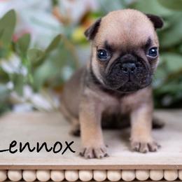 Boy 2 - Tricolors male French Bulldog puppy in Denison, Texas from Lovemyfrenchies – Stoddard Frenchbulldog's