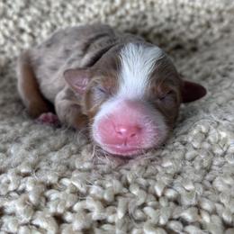 Skye - Chocolate merle female Bernedoodle puppy in Hillsboro, Oregon from Myt fine doodles