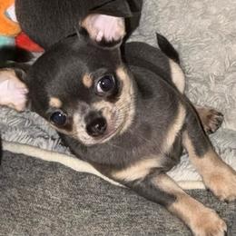 Hudson - Blue and white male Chihuahua puppy in Brooklyn, Connecticut from Ladybug Chihuahuas
