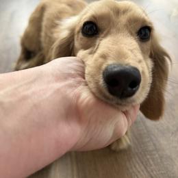 Dachshund puppies from Dachshunds of the Valley