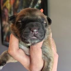 Girl 1 - Fawn female Xoloitzcuintli puppy in Ethridge, Tennessee from Royalty Reigns Xolos