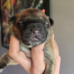 Girl 1 - Fawn female Xoloitzcuintli puppy in Ethridge, Tennessee from Royalty Reigns Xolos