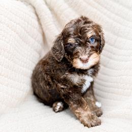 Yankee - Tri-color male Bernedoodle puppy in Lookout, California from Remington Kennels, LLC