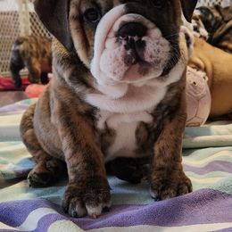 Bulldog Puppies from Mary Estabrook