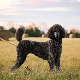 Lola - Poodle