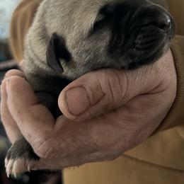 FeathersGlen Wildfire - Gray fawn female Anatolian Shepherd Dog puppy in Franklin, New Hampshire from Feather’s Glen Anatolians