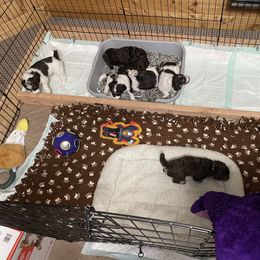 Poodle Puppies from Country Side Kennels