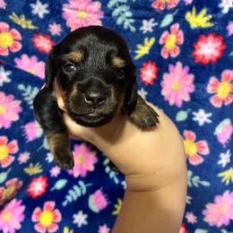 Maggie - Black and tan female Dachshund puppy in Springfield, Tennessee from Savannah’s Doxie Palace